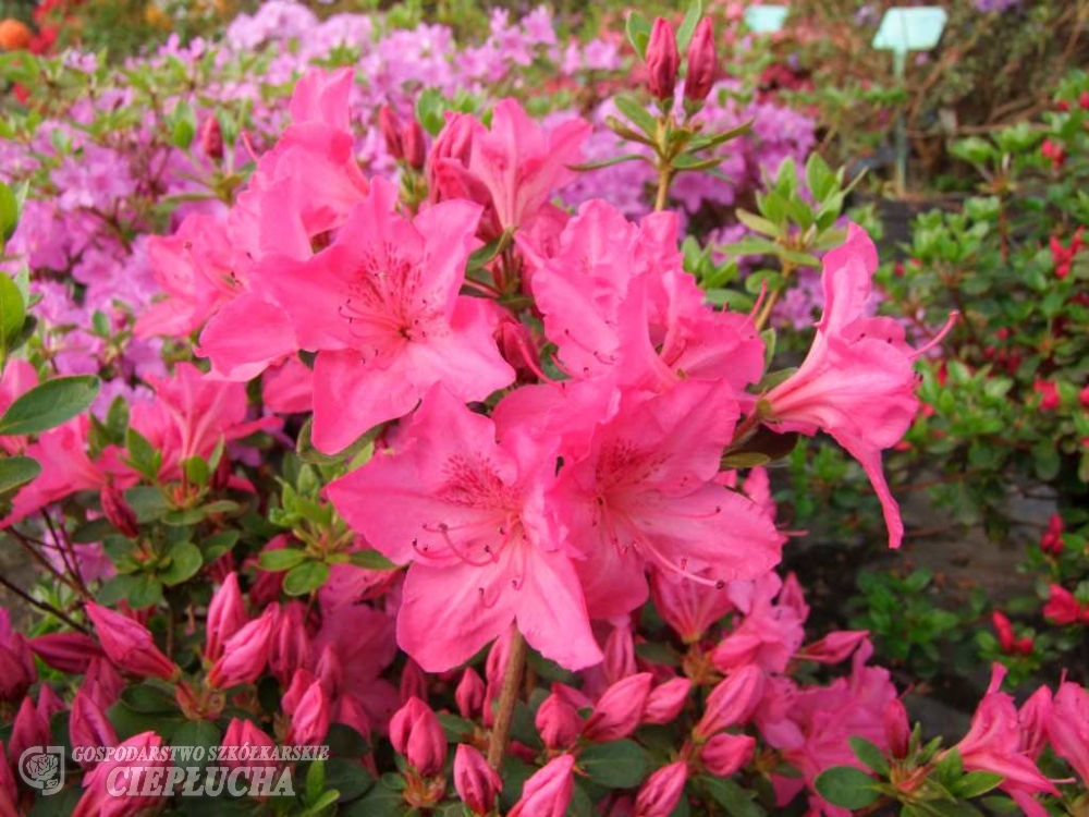 Азалия японская Катя